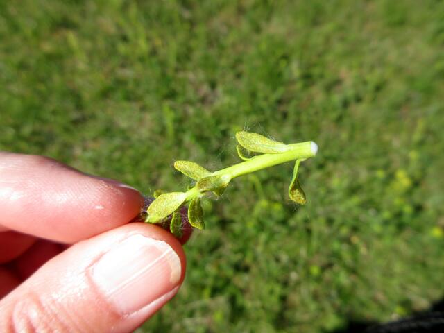 Die Zypressenwolfsmilch hat einen Pilz, er nennt sich Erbsenrost - Uromyces Pisi-Sativi - der die Pflanze völlig verändert in ihrem Aussehen.