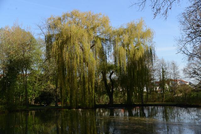 schiefer Baum