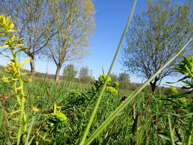 In der Mitte des Bildes eine noch gesunde Pflanze auf der Waldheide, am linken Rand dagegen die mit dem Pilz befallene und veränderte Variante.
