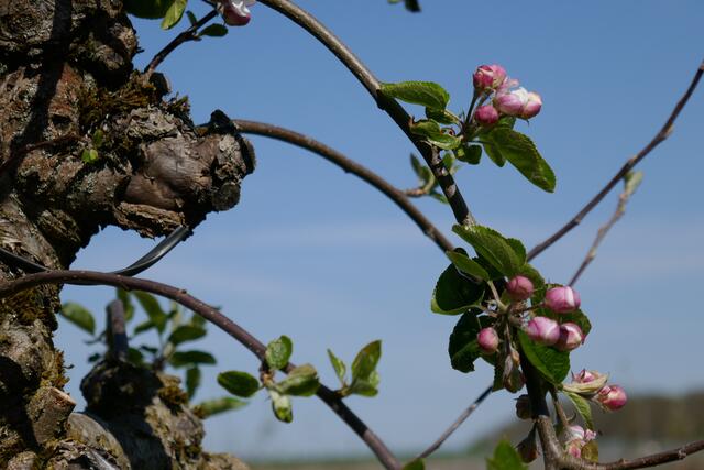Zweig am Apfelbaum