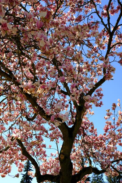 Magnolienbaum