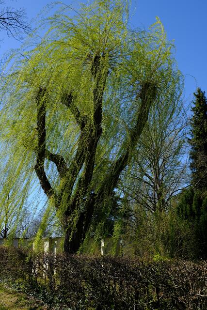 Krummer Baum