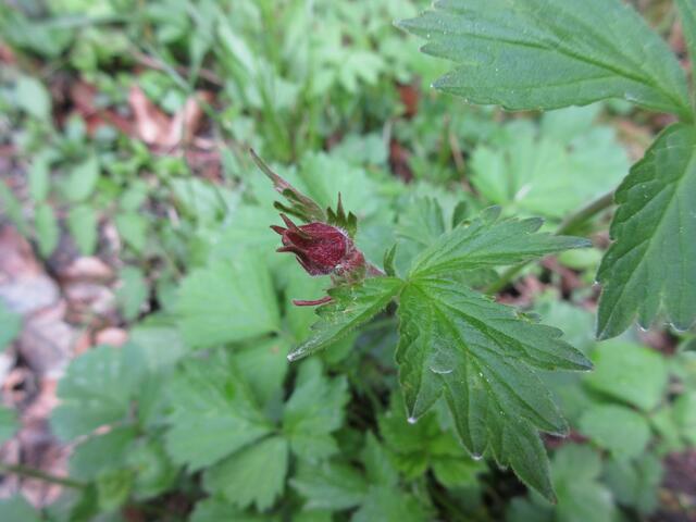Am Ebnisee 2017 eine noch geschlossene Blüte, hier sieht man auch die Blätter einmal gut, was zur Bestimmung ja auch wichtig ist.