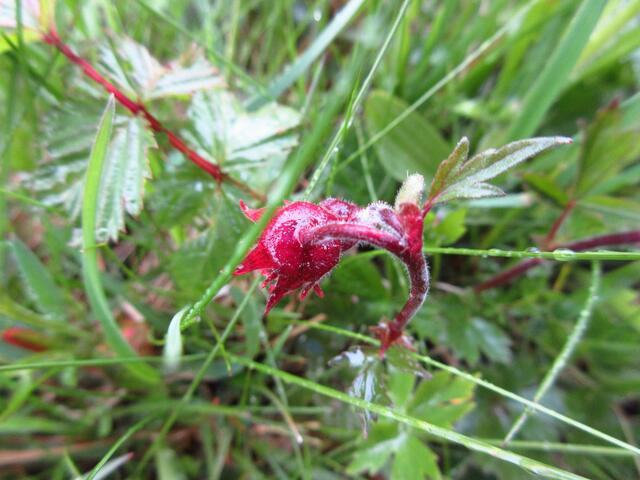Auf der Schachblumenwiese entstand 2016 diese Aufnahme im Regen