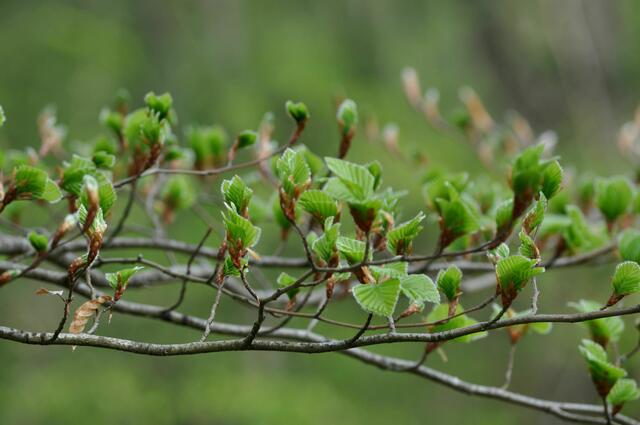Junges Buchengrün ist einfach schön | Foto: Daniela Somers
