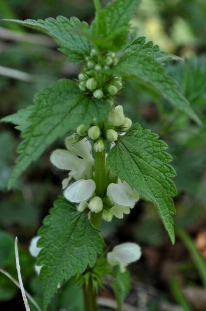 Eine weiße Taubnessel | Foto: Daniela Somers