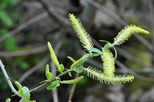 Weidenblüten | Foto: Daniela Somers