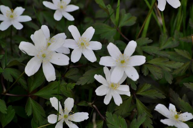 Buschwindröschen | Foto: Daniela Somers