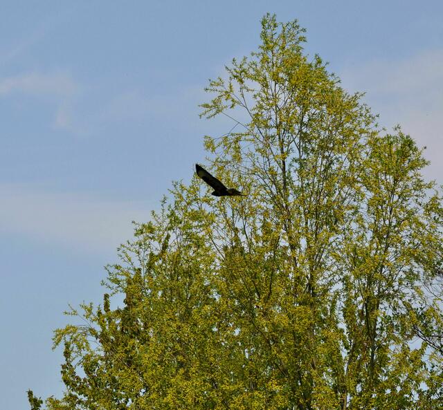 Der Bussard hatte keine Lust auf Fotoshooting | Foto: Daniela Somers