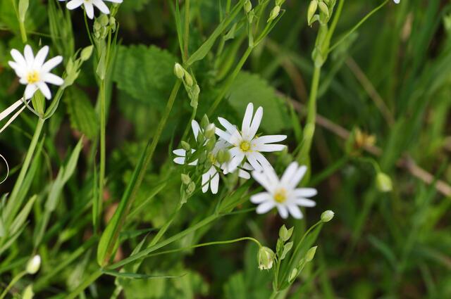 Ich tippe mal auf Gewöhnliche Graukresse. Aber sicher bin ich nicht. | Foto: Daniela Somers