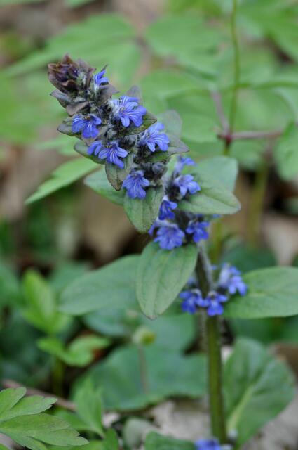 Günsel | Foto: Daniela Somers