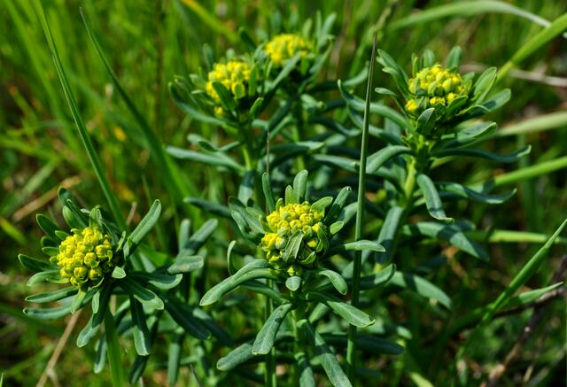 Und das Dritte dass auf der Waldheide wächst. | Foto: Daniela Somers