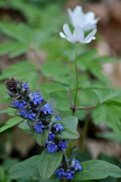 Günsel hat eine total schöne Blüte | Foto: Daniela Somers