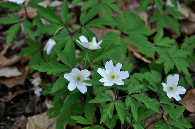 Buschwindröschen | Foto: Daniela Somers