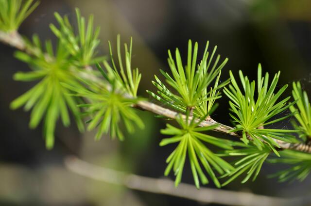 Auch die Lärche hat ein wunderschönes Grün | Foto: Daniela Somers