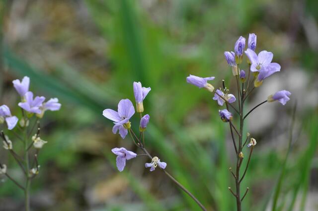 Wiesenschaumkraut | Foto: Daniela Somers