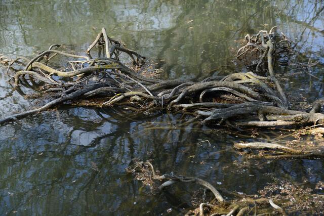 verknotete Wurzeln im Eichbottsee