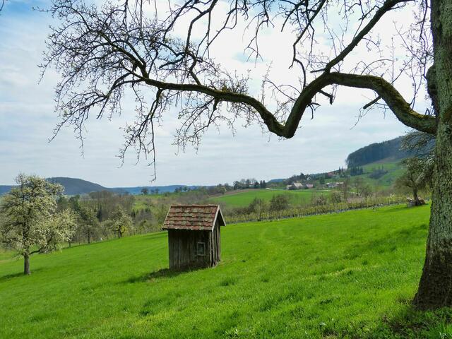 krummer Ast, schiefe Hütte