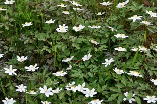Buschwindröschen | Foto: Daniela Somers