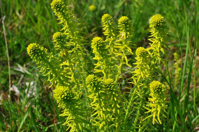Noch ein Wolfsmilchgewächs | Foto: Daniela Somers