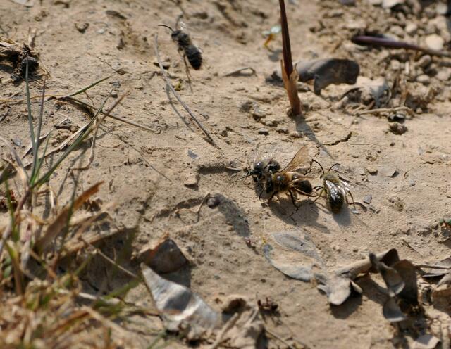 Sandbienen in einer Senke mit Sand | Foto: Daniela Somers