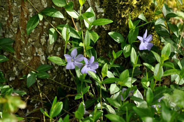 Immergrün | Foto: Daniela Somers