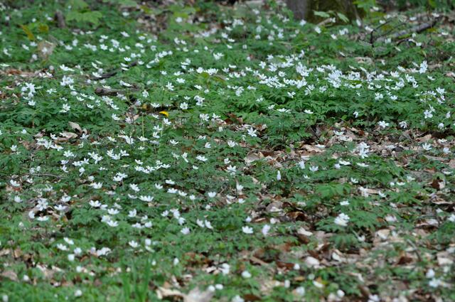 Teppiche von Buschwindröschen bringen den Waldboden zum Strahlen. | Foto: Daniela Somers