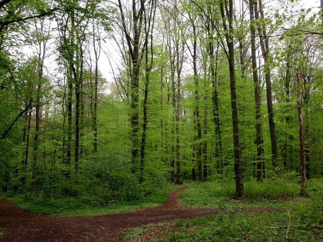 Dieses zarte Buchengrün, über das Sigrid Schlottke berichtet hatte, lockte die Damen heute nach Bad Rappenau.