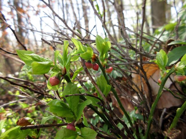 Hier gibt es Heidelbeeren