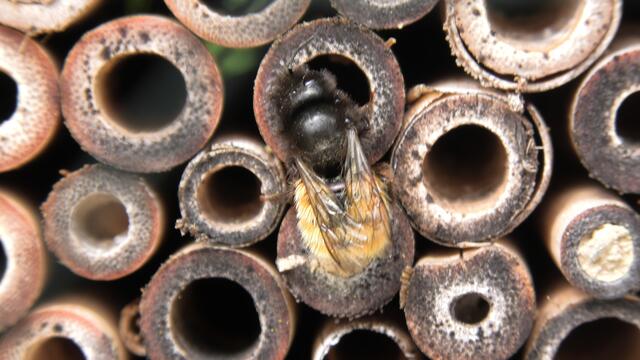 Weibchen der gehörnten Mauerbiene Osmia cornuta an der NABU-Wildbienennisthilfe im Webert