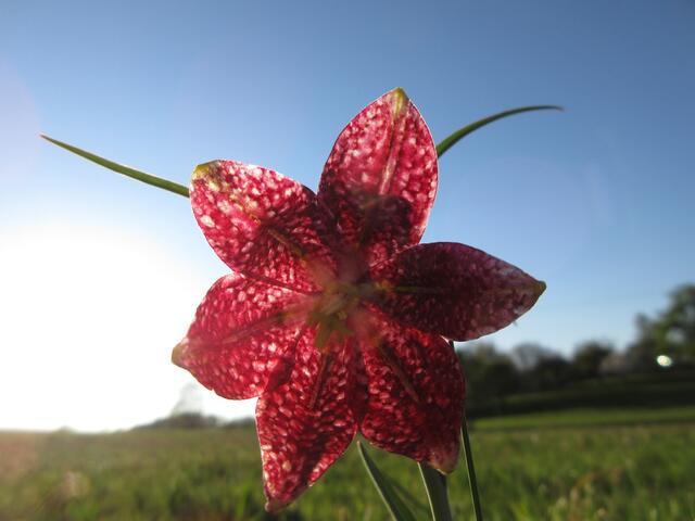 2020 im April in der Abendsonne. Auch da fehlte schon Wasser. Von einer feuchten Wiese kann man kaum noch sprechen und wir sind froh, dass die Schachblumen trotzdem noch da sind, was sicher auch der guten Pflege des Schwäbischen Albvereins zu verdanken ist.