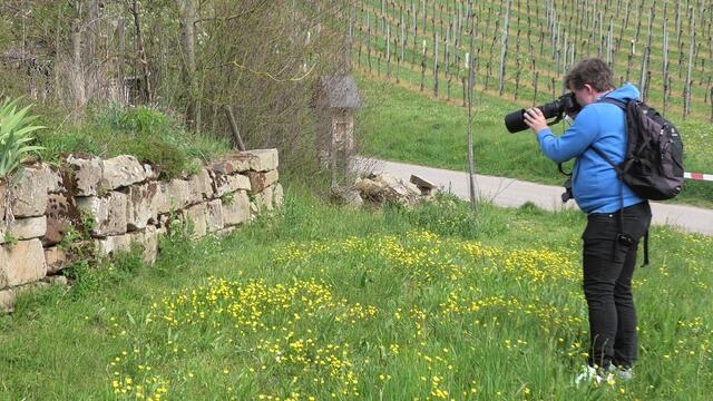 Marco Lutz fotografiert die sich paarenden Mauereidechsen am 28.4.