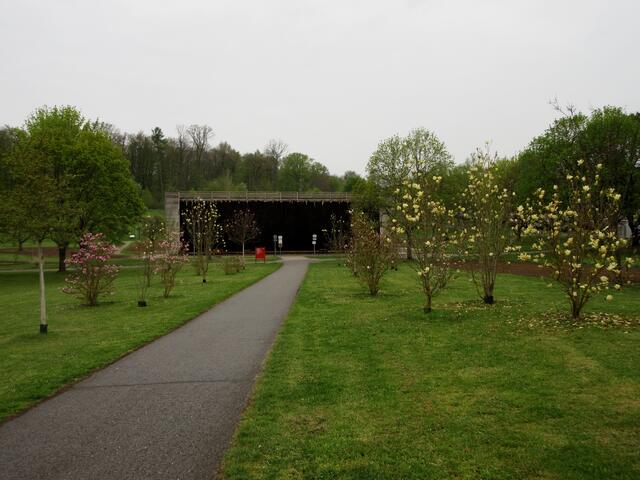 Magnolienallee im Salinenpark