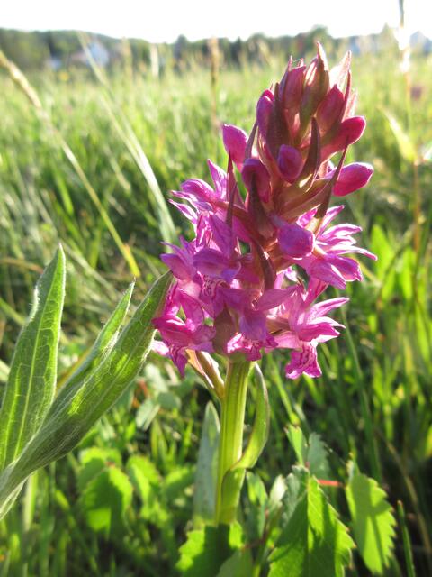 2020 gab es im April bereits das erste Knabenkraut in der Nähe, dafür ist es in diesem Jahr sicher zu kalt, aber wir haben auch einen anderen Weg gewählt.
