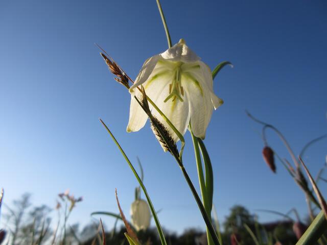 Im letzten Jahr waren wir beide alleine dort, da durfte man im April nur zu zweit oder mit dem eigenen Haushalt raus. Daher mussten wir am Abend hinauf fahren und einen schönen Spaziergang machen. Die Bilder sind aber viel schöner geworden, da die Sonne bereits so tief stand