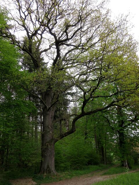 Diese stattliche Eiche ist ein Naturdenkmal am Waldrand, 1986 ausgewiesen steht sie auf Bad Wimpfener Gemarkung.