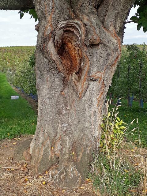 Das Ohr im schiefen Baum, Kirchheim