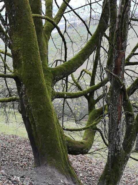 Krumm gewachsen in Löwenstein