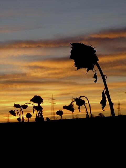 Verbeugung im Sonnenuntergang