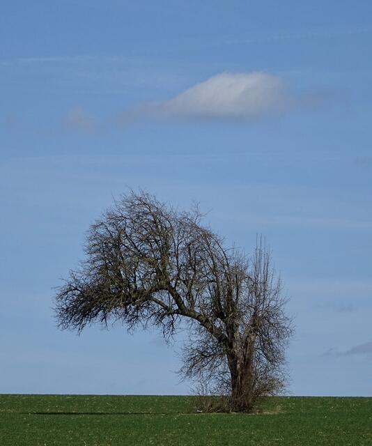 Laune der Natur