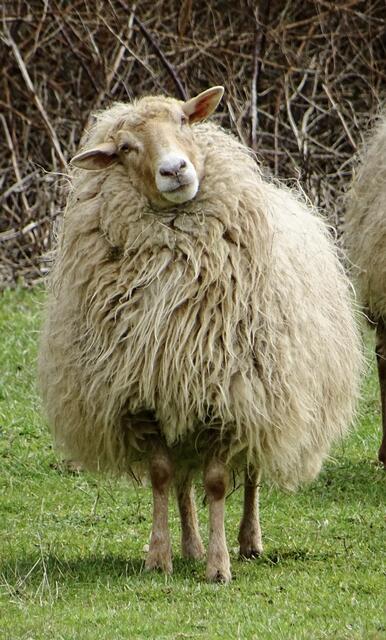 Skeptisches Schaf