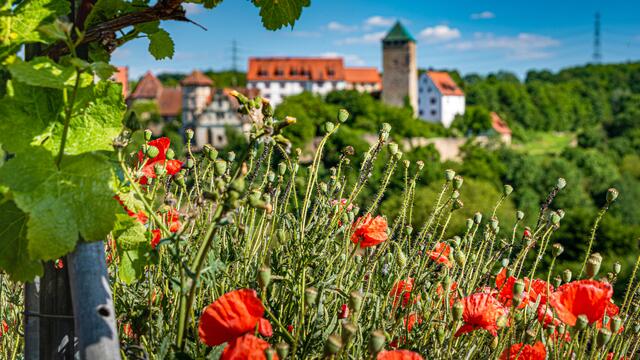 Perfekt in Szene gesetzt: Der feurig rote Mohn stielt Schloss Liebenstein fast die Show. Ein wunderschöner, blumiger Anblick! | Foto: Erwin Weigend