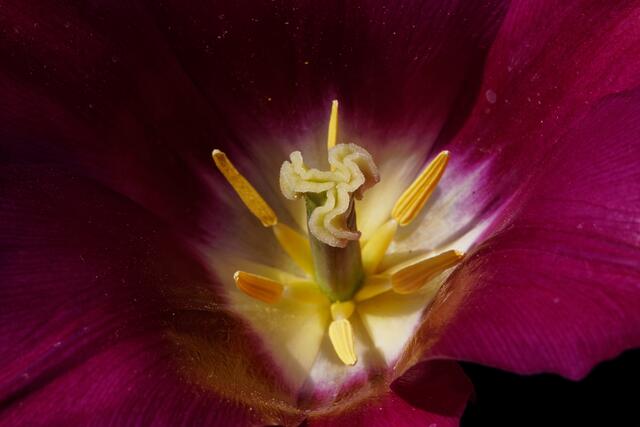 Tulpe im Heilbronner Parkbeet 2021
