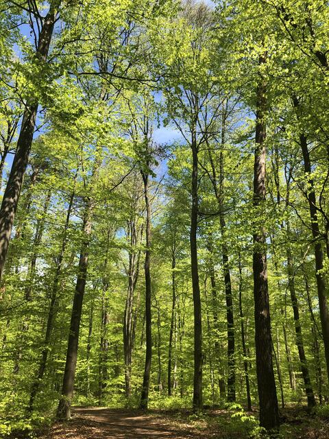 Wunderschön im Neipperger Wald