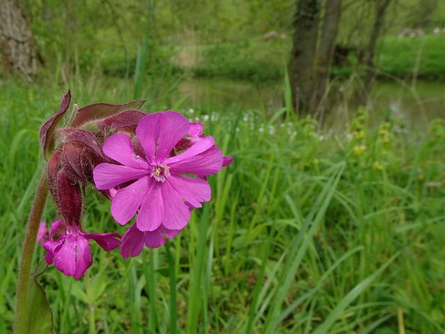 Farbtupfer am Kocher