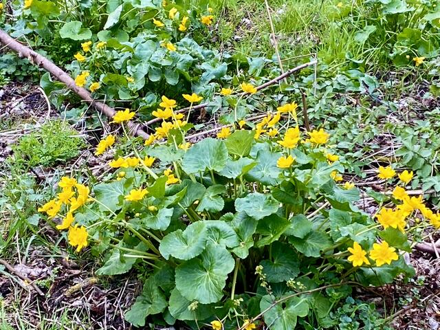 Sumpfdotterblumen