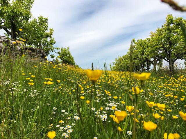Wiesenvielfalt