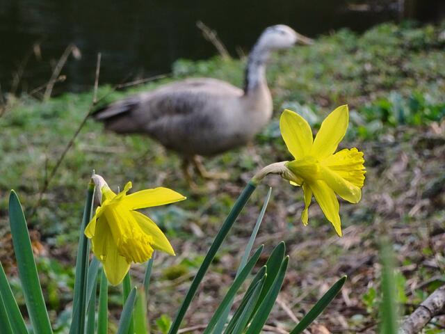 Gans-Blümchen