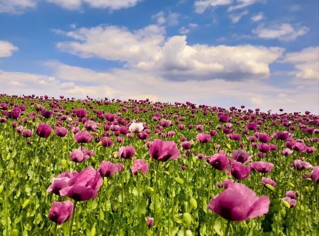 Pinkes Meer