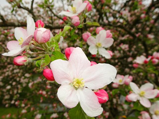 rosa Apfelblüte